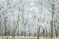 Frost