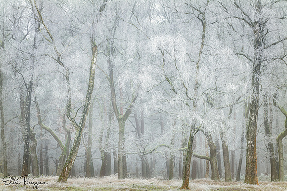 Frost