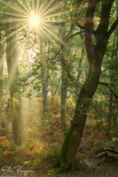 Sunburst