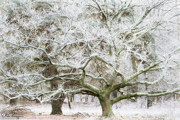 Feathers of Frost