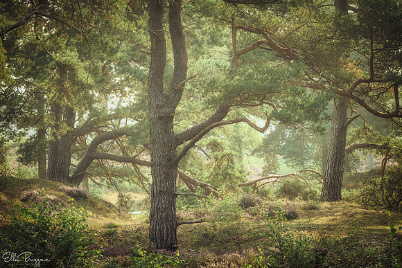 Hazy Moor