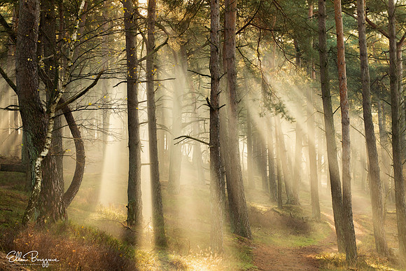 The Dreaming Trees
