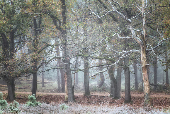 Frosty Tales Of Trees