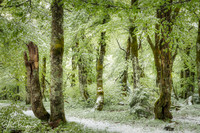 Frosted Spring