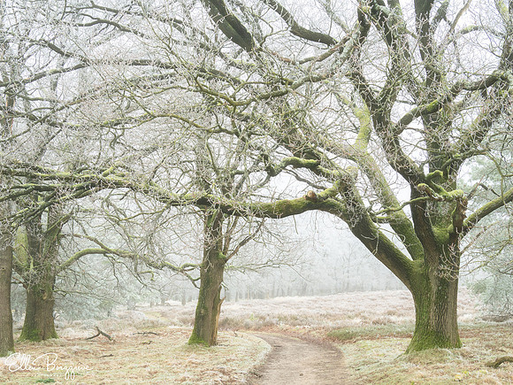Frosty Arch