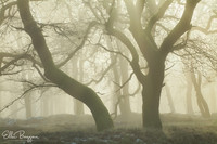 Apparition