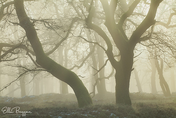 Apparition