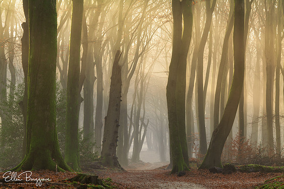 Magical Morning
