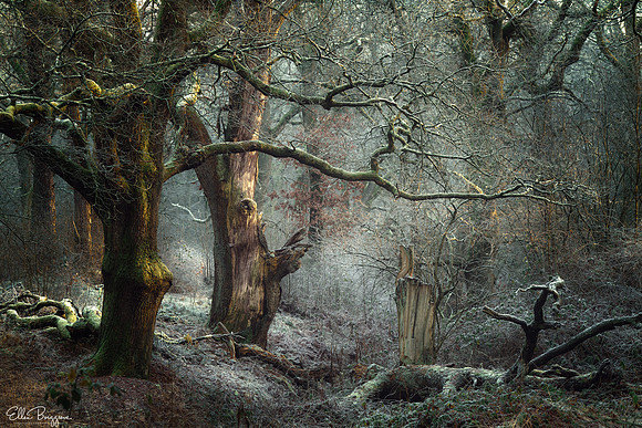 Frozen In Time