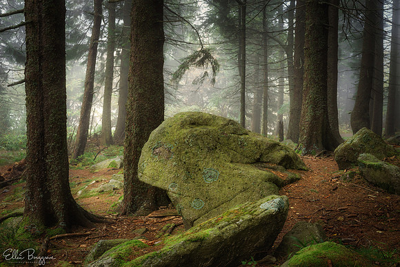 Forest of Giants