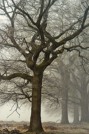 Fairytale oak tree covered in icicles