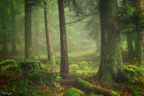 Velvety green fairytale forest