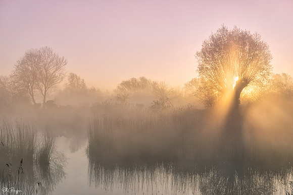 Magical misty waterside sunrise through pollard tree