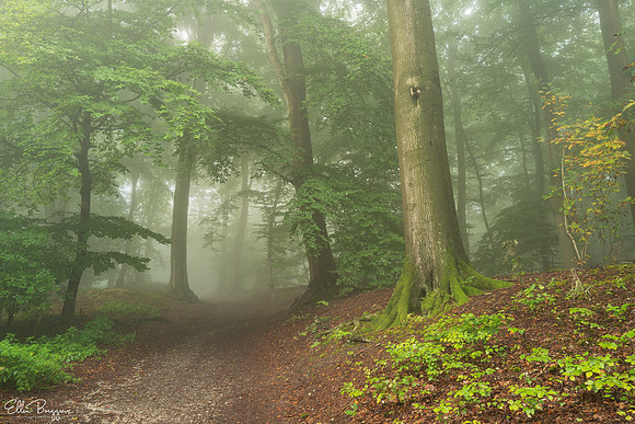 Heart of the Forest