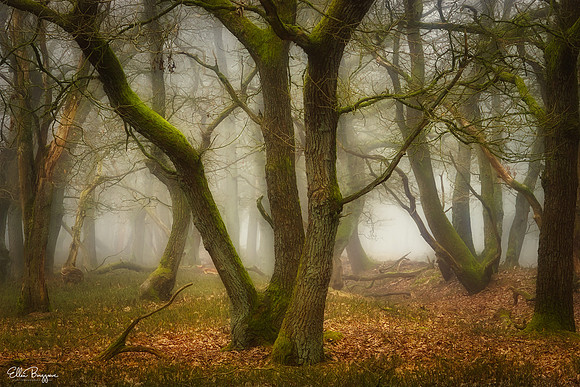 Fairyland