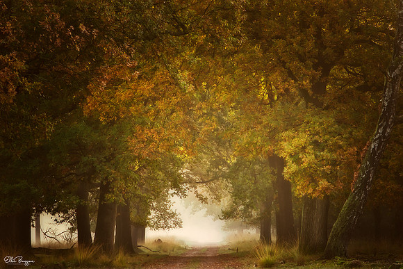 Autumn