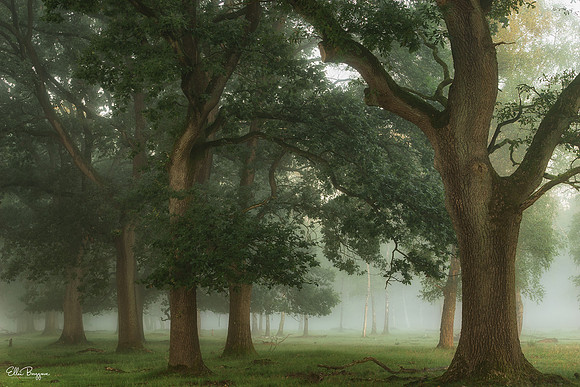 Oak Frame