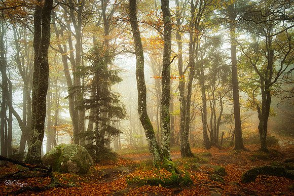 Ode to Autumn