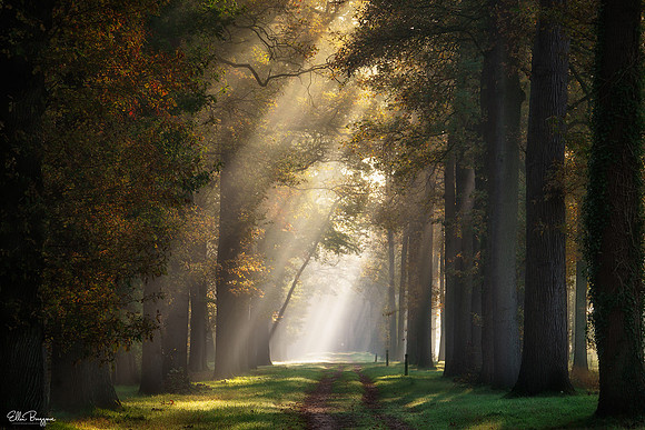 Autumnsfere