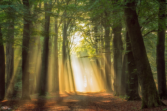 Stream Of Dreams