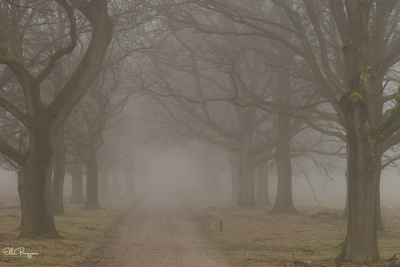 Forest Lane
