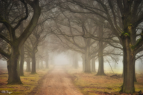 Forest Lane