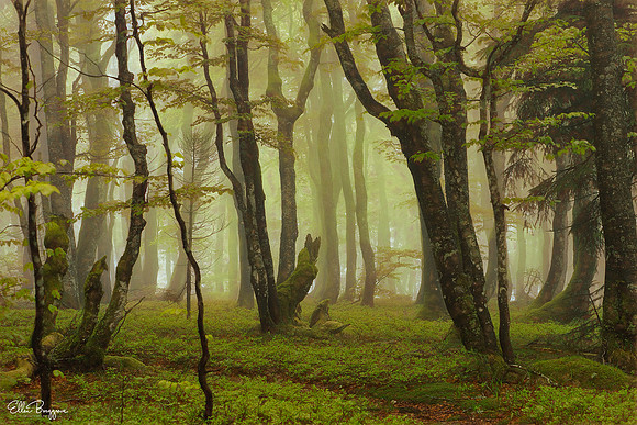The Tale Of Trees