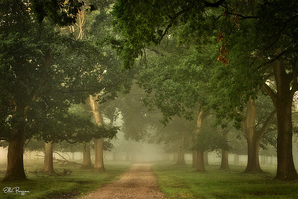The Bygone