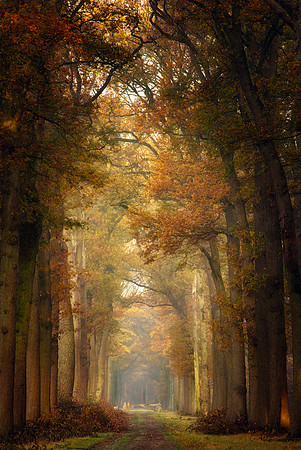 A Forest Path In Old Dutch Masters Style