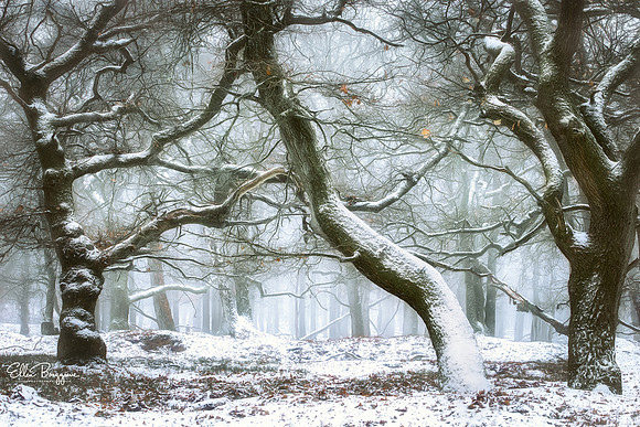 Whimsically shaped oak trees in winter fairytale forest