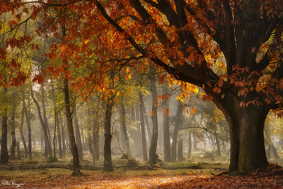 Oaktober