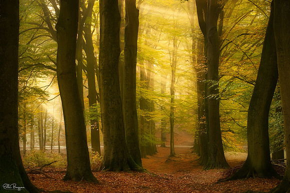 Fall Phenomenon