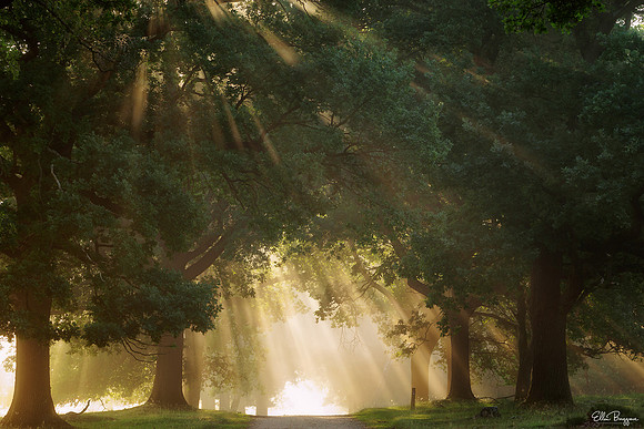 Sunshine Shower