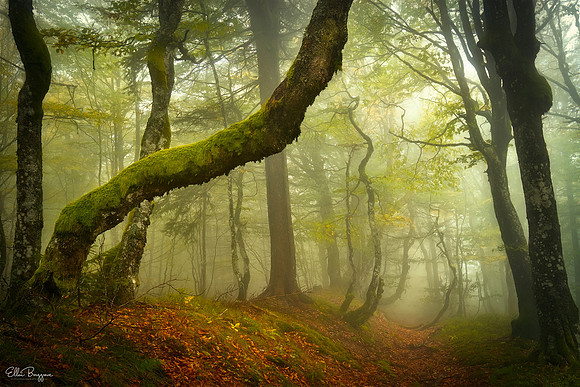 Woods of Whimsy