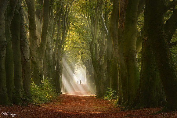 Forest path with horseback riders appearing out of sunbeams