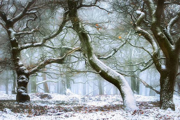Frozen Fairytale