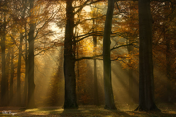 Shadows and Light