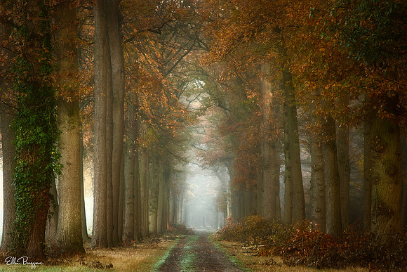 Timeless Dreams