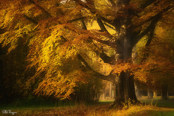 The Copper Beech
