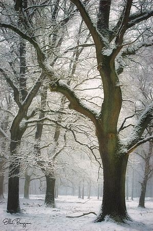 Oak silhouettes in winter wonderland
