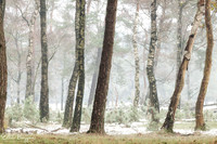 Birches and Pines