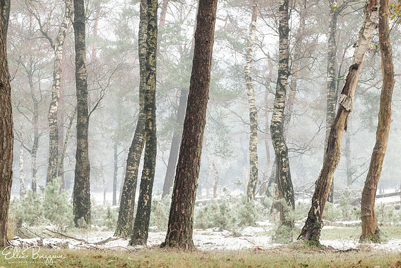 Birches and Pines