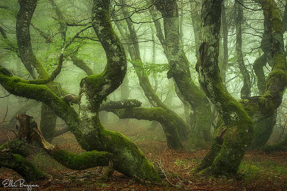 Twisted beech trees in the fog