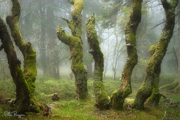 Ancient and fragile moss covered trees in fairytale scene