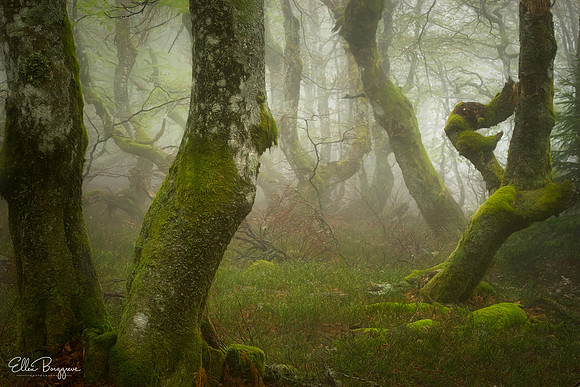 Ent shaped trees in small woodland scene
