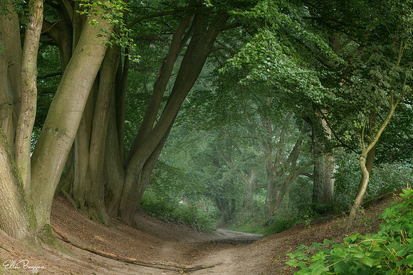 September Mist