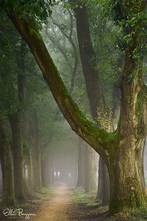 Foggy path with oak trees