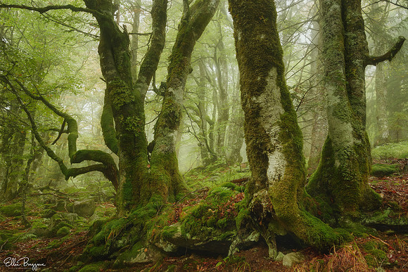 Moss covered trees in foggy forest