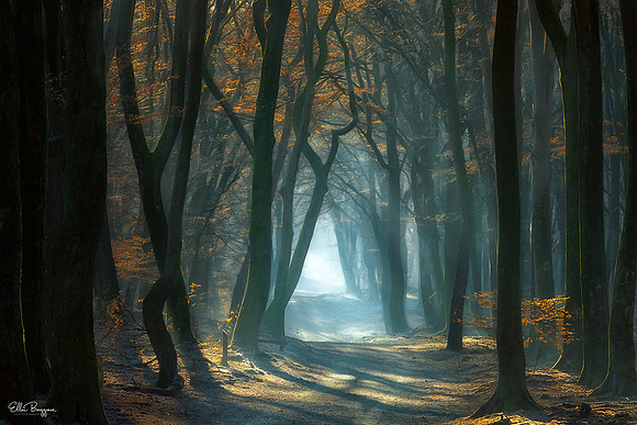 Cold Light