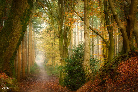 Following Fog